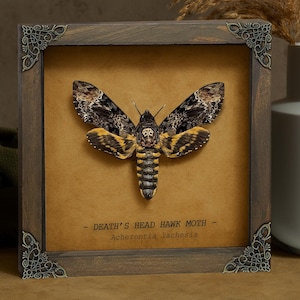 Death Head Moth Acherontia Vintage Framed Rustic Wall Decor Entomology Gifts Oddities Curiosities Gallery Wall Art Decoration