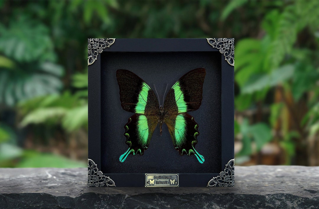 Real Framed Butterfly Shadow Box Dried Insect Frame Dead Taxidermy ...