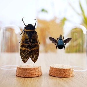 Carpenter Bee Cicada In Glass Dome ,Cicada Entomology Bell Jar Display,Dried Blue Bee Bug Taxadermy Oddities Gothic Gallery Christmas Decor