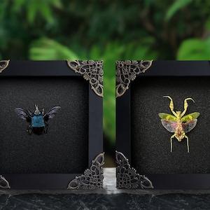May include: Two framed insect specimens, a blue beetle and a green praying mantis, displayed against a black background with ornate gold frames.