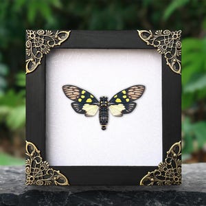 Cicada Frame Artwork Entomology Creepy Collection Framed Insect Bug Shadow Box Beetle Taxadermy Gothic Oddity Decor