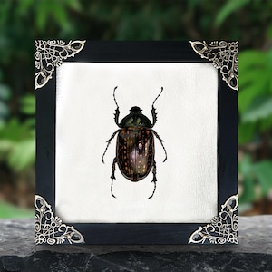 Real Framed Cheirotonus Long Arm Beetle Dried Insect Dead Bug Frame Specimen Artwork Wall Hanging Decor Entomology Display