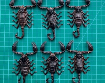 6 Real Giant Scorpion Mounted 7” or 17cm Large Beetle Insect Bug