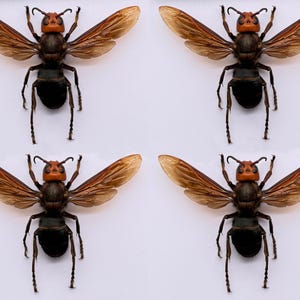 May include: Four Asian giant hornets are displayed against a white background. Each hornet has a reddish-orange head and thorax, a black abdomen, and translucent brown wings. The insects are positioned with their wings spread.