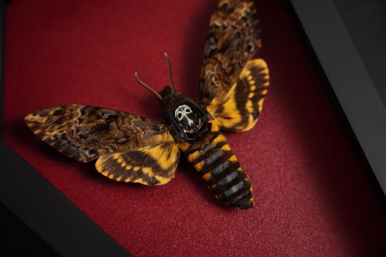 Peut inclure: Un sphinx t&ecirc;te-de-mort pr&eacute;serv&eacute; encadr&eacute; avec un motif de cr&acirc;ne sur son thorax. Le papillon est pr&eacute;sent&eacute; sur un fond rouge.