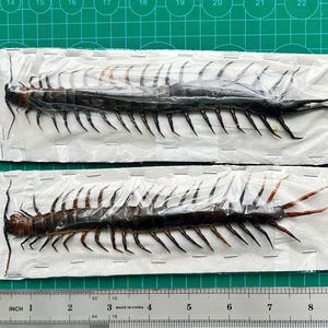 May include: Two preserved centipedes on a white background. The centipedes are approximately 6 inches long and have many legs. The centipedes are displayed on a white background with a ruler for scale.