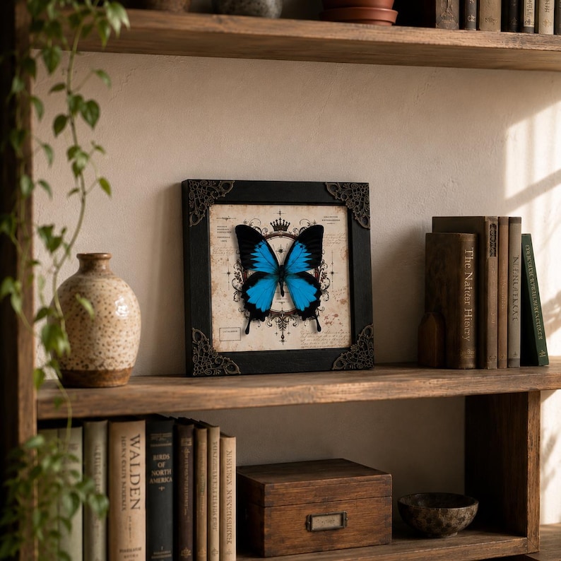 May include: A square black frame with ornate corner details containing a centered, vibrant blue and black butterfly specimen mounted on a cream-colored background featuring vintage-style script, decorative line art, and a small crown icon.