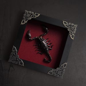 May include: A black square shadow box frame with ornate silver-toned metal corner accents. The interior features a deep red velvet backing with a preserved black scorpion specimen mounted in the center, displaying its pincers and curved tail.