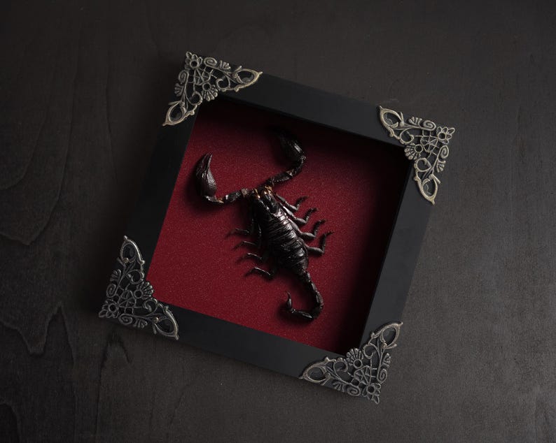 May include: A black square shadow box frame with ornate silver-toned metal corner accents. The interior features a deep red velvet backing with a preserved black scorpion specimen mounted in the center, displaying its pincers and curved tail.