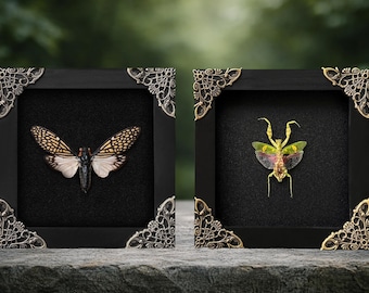 2 Real Jeweled Mantis & Cicada Shadow Box Dried Butterfly Bug Taxidermy Taxadermy Oddities Curiosities Black Gothic Home Decor