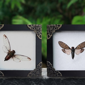 May include: Two framed cicada specimens, one with clear wings and the other with brown and white patterned wings, displayed against a green background.