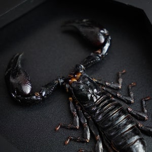 Puede incluir: Un escorpi&oacute;n negro preservado, exhibido en una caja negra. El cuerpo del escorpi&oacute;n est&aacute; segmentado, con pinzas y patas visibles. El fondo es una superficie negra texturizada.