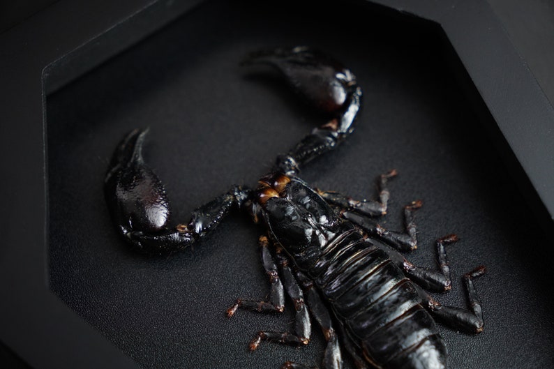 Puede incluir: Un escorpi&oacute;n negro preservado, exhibido en una caja negra. El cuerpo del escorpi&oacute;n est&aacute; segmentado, con pinzas y patas visibles. El fondo es una superficie negra texturizada.