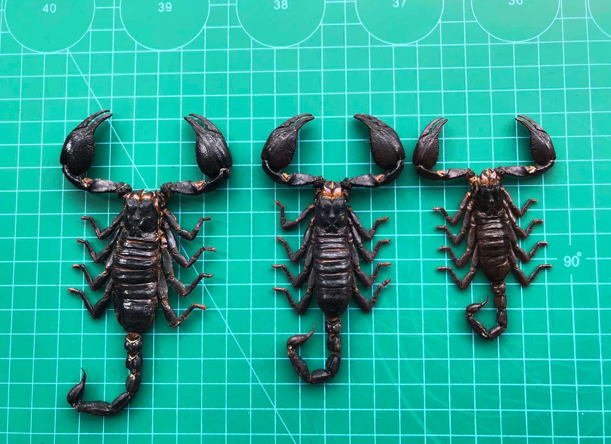 6 Real Giant Scorpion Mounted Dried Beetle Dead Insect Bug