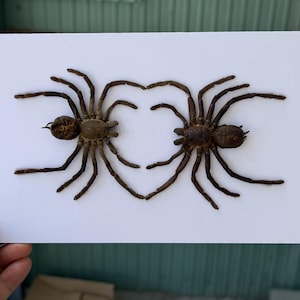 May include: Two preserved brown spiders are mounted on a rectangular white board. The spiders are positioned facing each other with their front legs touching to form a heart shape. Each spider has eight long, dark brown legs and a textured body.