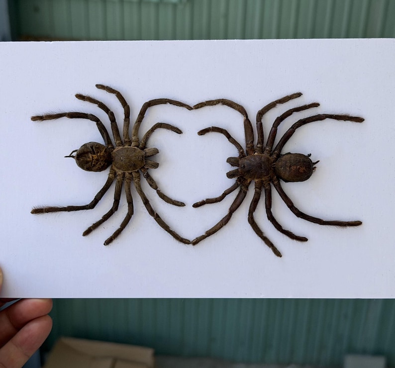 May include: Two preserved brown spiders are mounted on a rectangular white board. The spiders are positioned facing each other with their front legs touching to form a heart shape. Each spider has eight long, dark brown legs and a textured body.