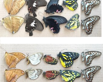 Real Chinese Yellow Swallowtail Butterfly Paperweight Insect Specimen Taxidermy Real Chinese Yellow Swallowtail Butterfly Paperweight Insect Specimen Taxidermy