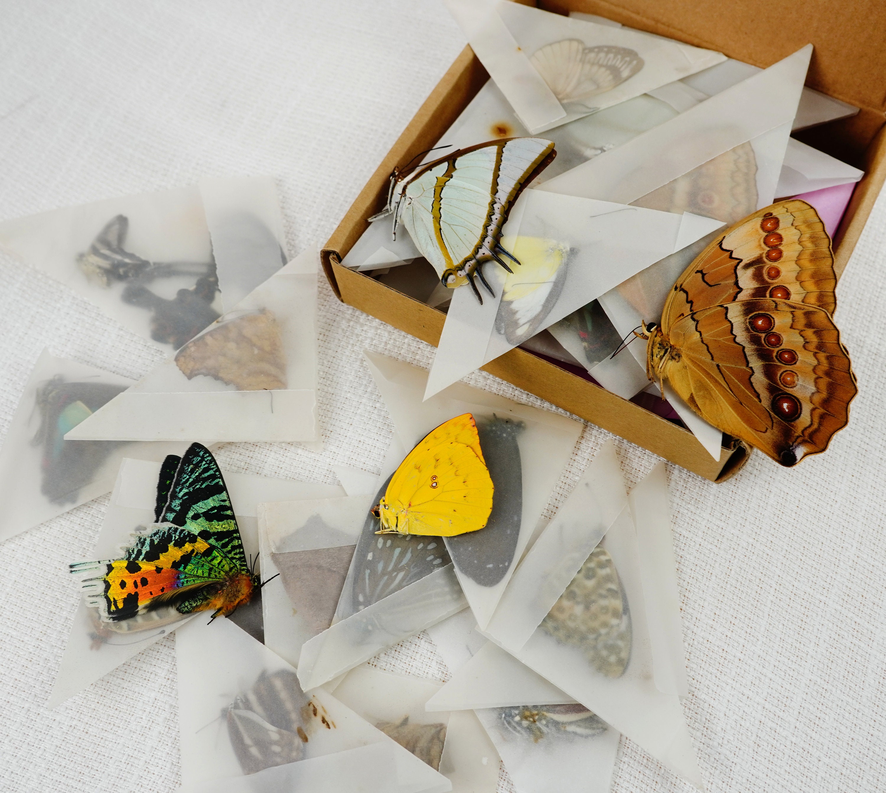 10 Real Butterflies Assorted Folded Butterfly Dried Specimen Pinned ...