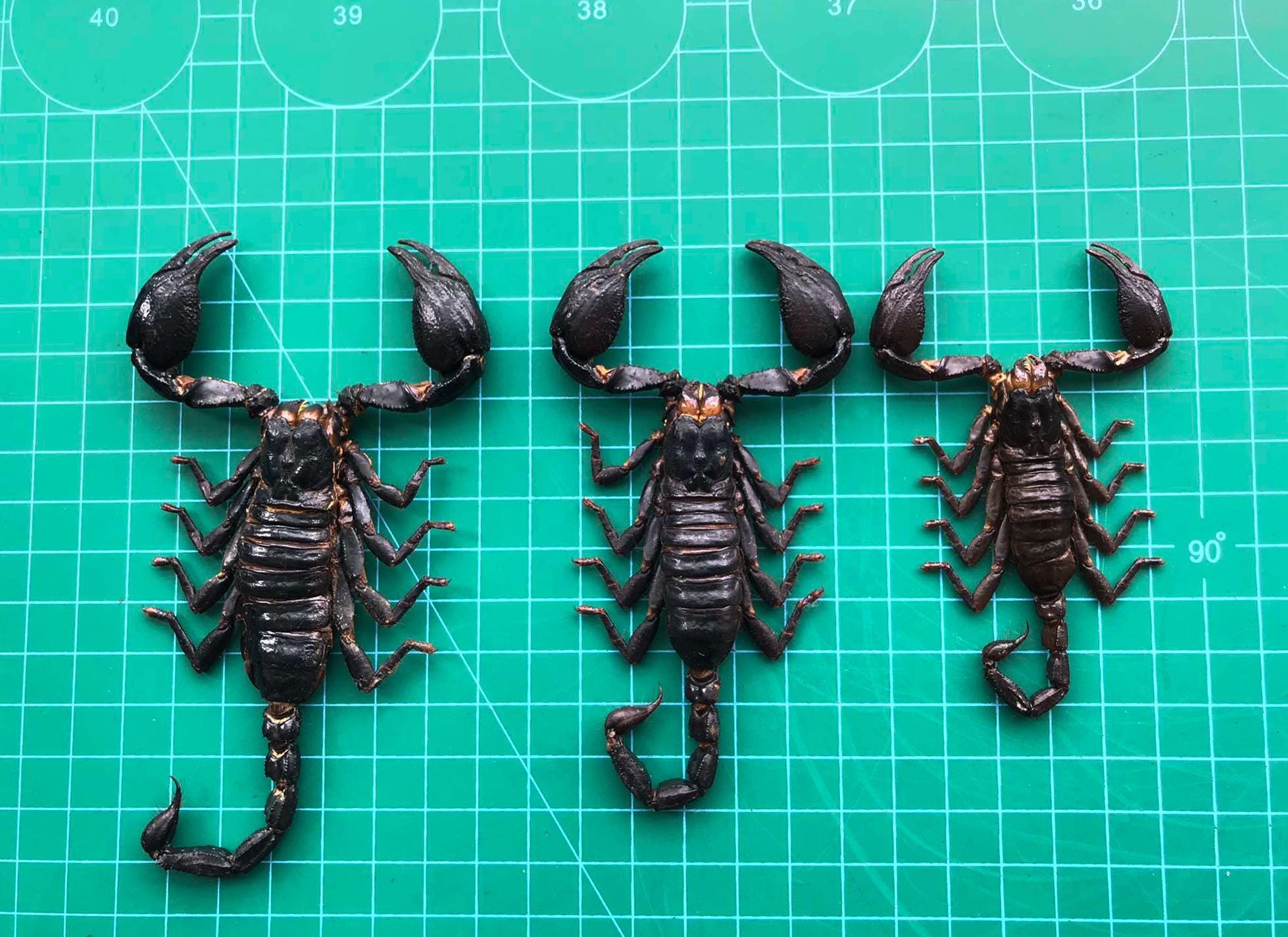 6 Real Giant Scorpion Mounted 7” or 17cm Large Beetle Insect Bug