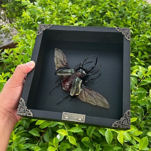 Véritable scarabée géant de l&#39;Atlas, insecte mort encadré, curiosités, décoration murale gothique à la maison, boîte à ombre, taxidermie, oeuvre de taxadermie