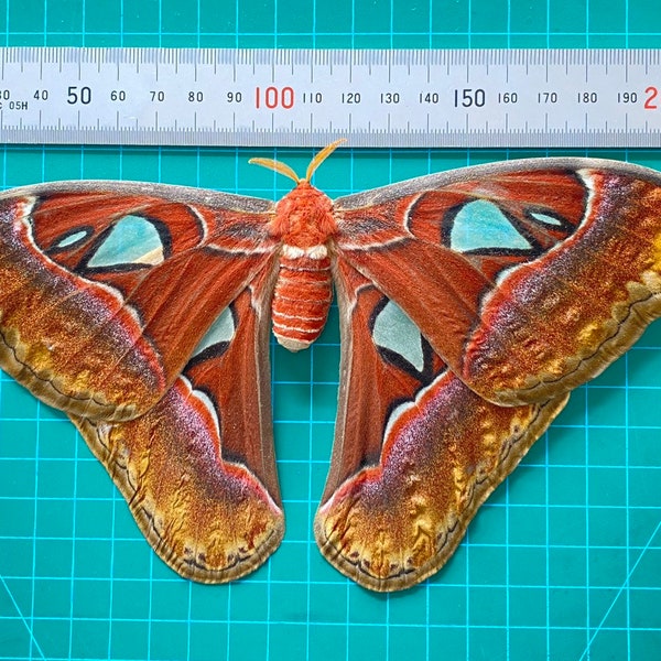 Real Atlas Moth 8'' Taxidermy Insect Entomology Mounted Insect Taxidermy Oddity Taxadermy Bug Frame Making