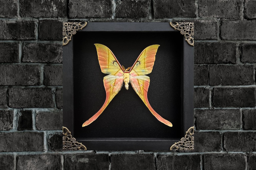 Real Framed Pink Luna Moon Moth Shadow Box Butterfly Insect Frame Dried ...