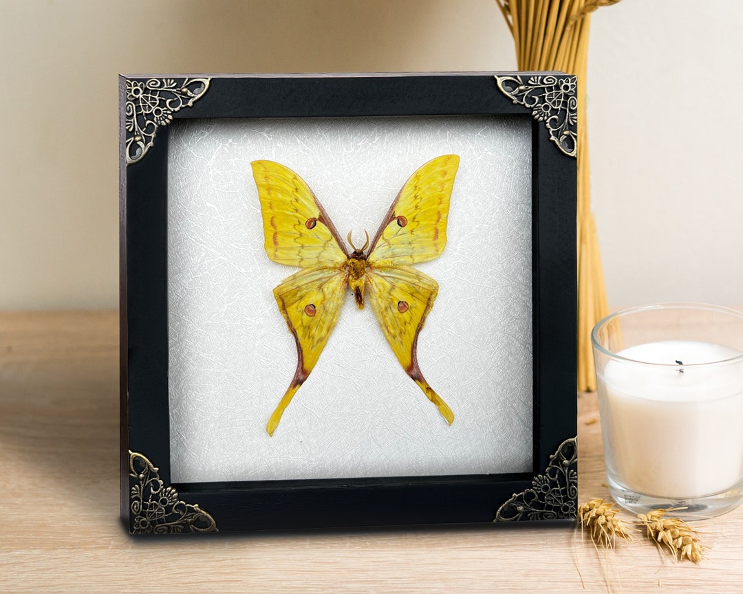 Real Framed Moth Shadow Box Butterfly Insect Frame Dried Taxidermy Dead ...