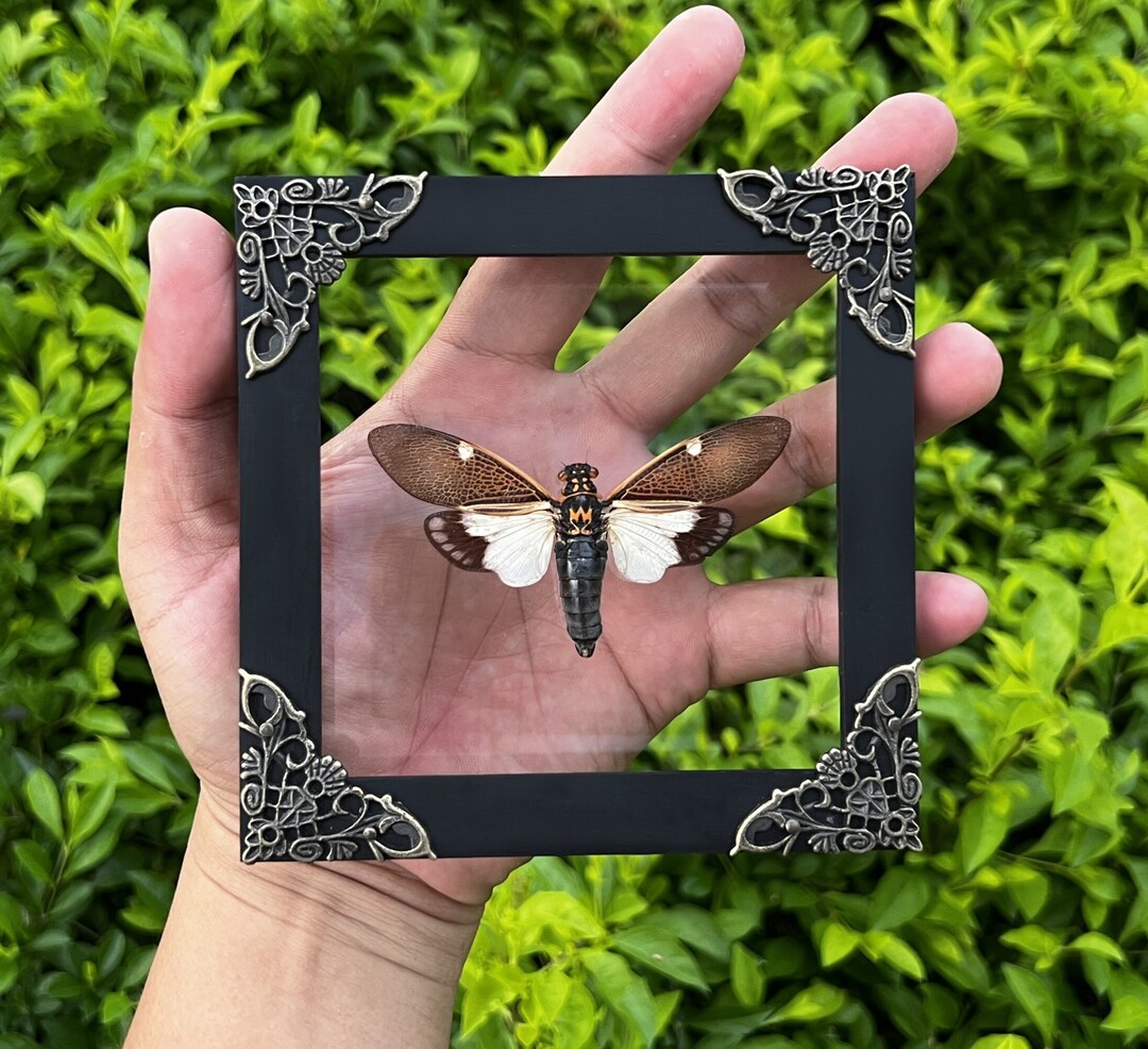 Real Framed Cicada Shadow Box Bug Insect Frame Taxidermy Etsy