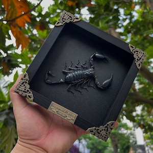 Real Framed Scorpion Shadow Box Insect Frame Taxidermy Taxadermy Black Wall Decor Artwork Gothic Home Decor image 2