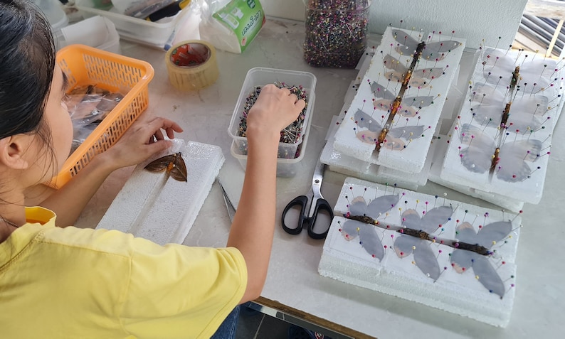 May include: A person working with preserved butterflies, pinning them to foam boards. The butterflies are various colors, and the boards are arranged on a white surface. Tools and supplies are nearby, including scissors and containers of pins.