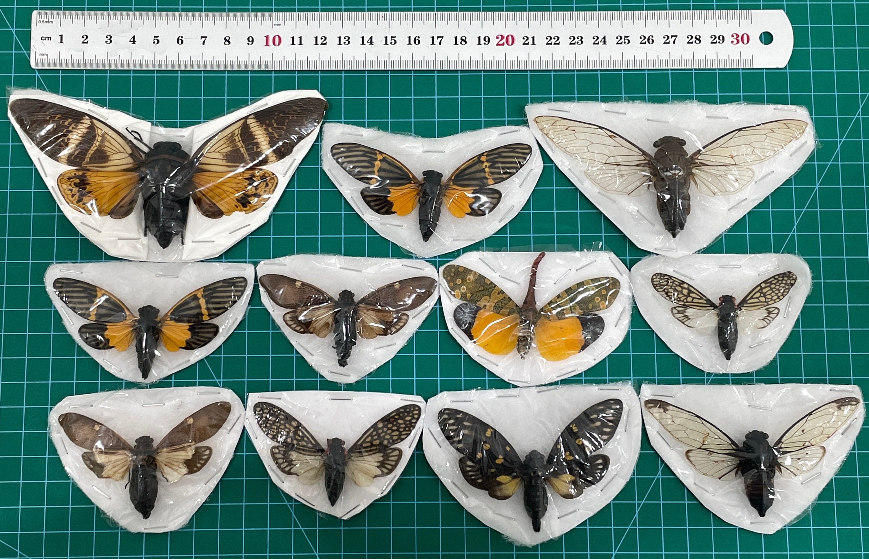 Real Assorted Cicada Butterfly Entomology Specimens Collection ...