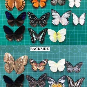 15 Real Assorted Beetles Bees Cicada Scorpion Butterfly - Preserved Insect-Dried Ethical Bug-Raw Pinned Bugs Oddity Taxidermy Taxadermy zdjęcie 5