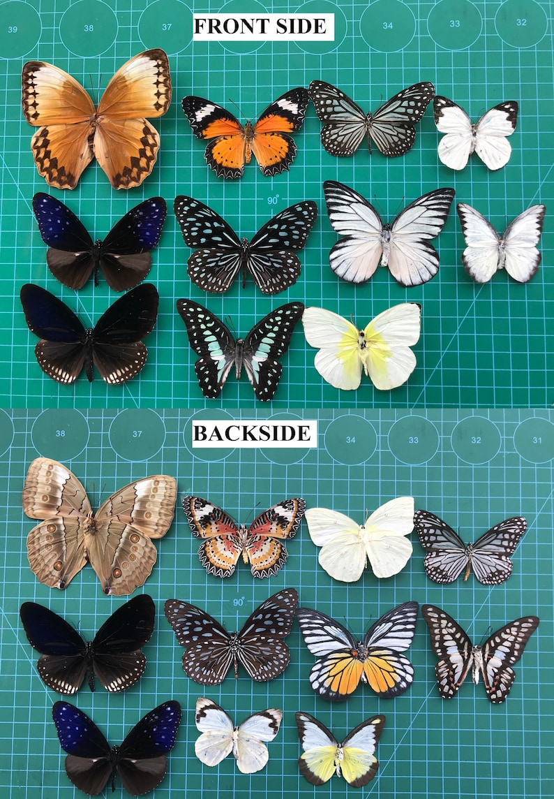 15 Real Assorted Beetles Bees Cicada Scorpion Butterfly - Preserved Insect-Dried Ethical Bug-Raw Pinned Bugs Oddity Taxidermy Taxadermy zdjęcie 5