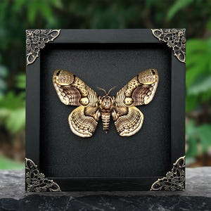 Real Framed Owl Moth Brahmaea Shadow Box Insect Frame Dried Taxidermy ...