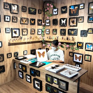 May include: A display of framed insects and butterflies, showcasing a variety of species. The collection includes specimens in black frames, arranged on a wooden wall. A person wearing a white t-shirt and a face mask is working at a table.