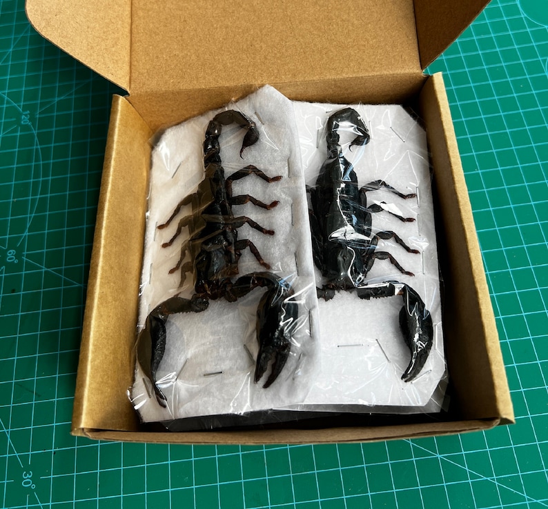Op de afbeelding: Twee geconserveerde zwarte schorpioenen worden gepresenteerd in een kartonnen doos. Elke schorpioen is vastgespeld op een witte achtergrond en verpakt in doorzichtig plastic. De doos is open en toont de exemplaren tegen een groene snijmat.