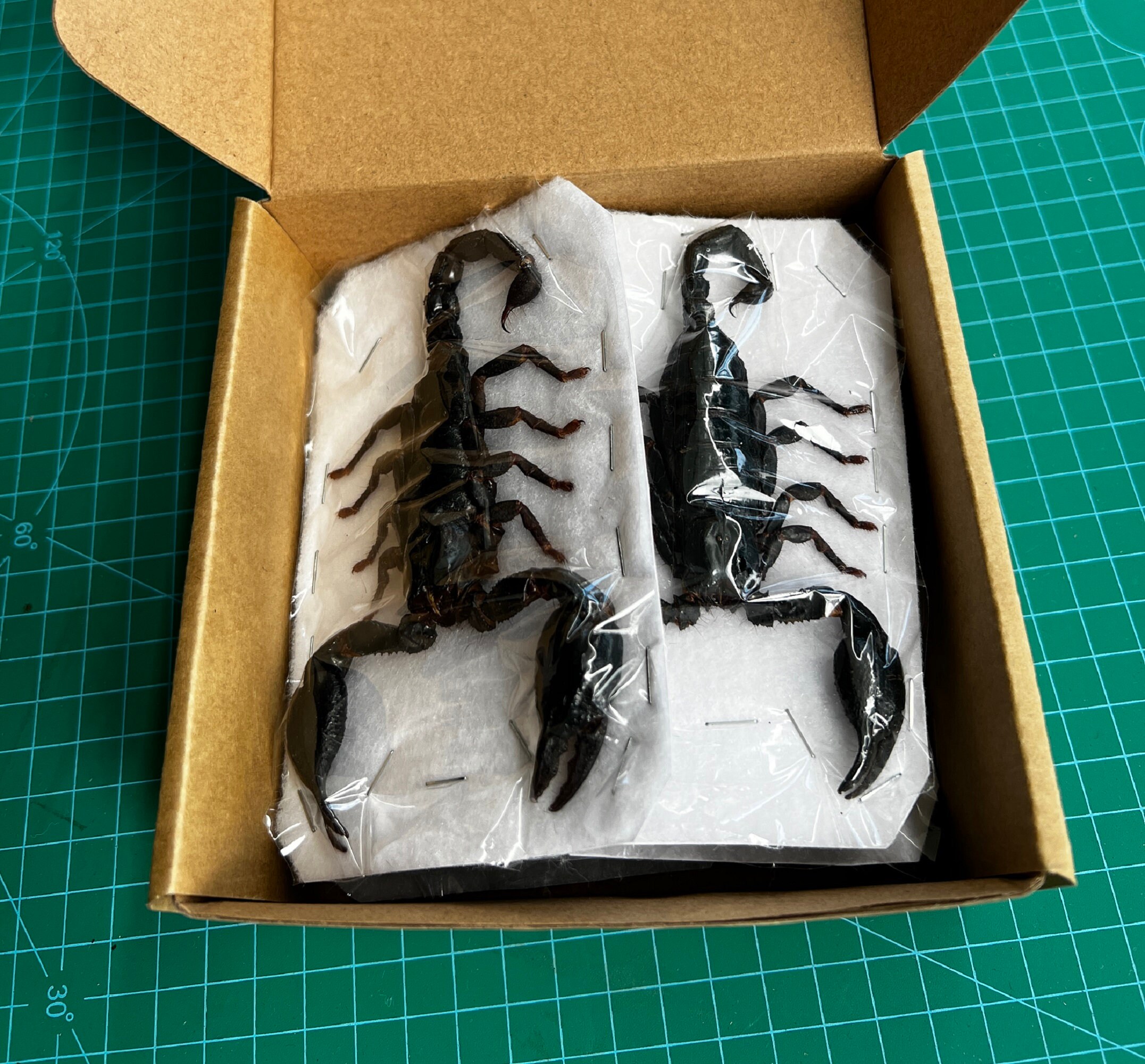 6 Real Giant Scorpion Mounted Dried Beetle Dead Insect Bug