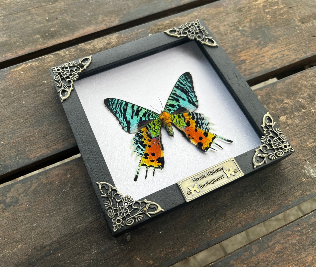 Real Framed Butterfly Sunset Moth Urania Ripheus Dried Insect Etsy  Australia