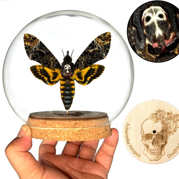 Cúpula de cristal de polilla de cabeza de muerte real, insecto de polilla halcón, taxidermia de insectos de El Silencio de los Inocentes, regalo de cumpleaños gótico, decoración del hogar