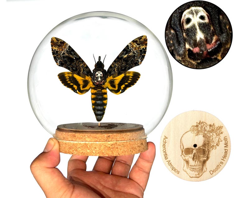 May include: A Death's Head moth specimen displayed inside a clear glass dome on a cork base. The moth features black and yellow wings with a skull-like pattern on its thorax. A separate circular wooden plaque shows a skull engraving with the text Acherontia Atropos Death's Head Moth.