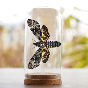 Gothic Decoration, Real Death&#39;s Head Moth Dome Skull Moth Acherontia Glass Jar Dried Insect Bug Gothic Home Decor Aesthetic