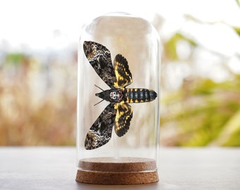 May include: A preserved Death's-head Hawkmoth in a glass dome with a cork base. The moth has black and yellow wings with a skull-like pattern on its thorax.