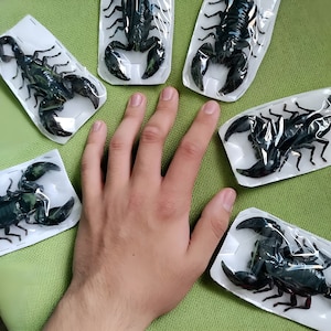 Op de afbeelding: Verschillende zwarte schorpioenen verpakt in doorzichtig plastic op witte trays. De schorpioenen zijn gerangschikt rond een hand op een groene ondergrond. De schorpioenen hebben grote klauwen en gesegmenteerde lichamen.