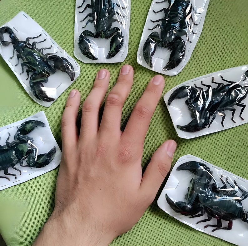 Op de afbeelding: Verschillende zwarte schorpioenen verpakt in doorzichtig plastic op witte trays. De schorpioenen zijn gerangschikt rond een hand op een groene ondergrond. De schorpioenen hebben grote klauwen en gesegmenteerde lichamen.