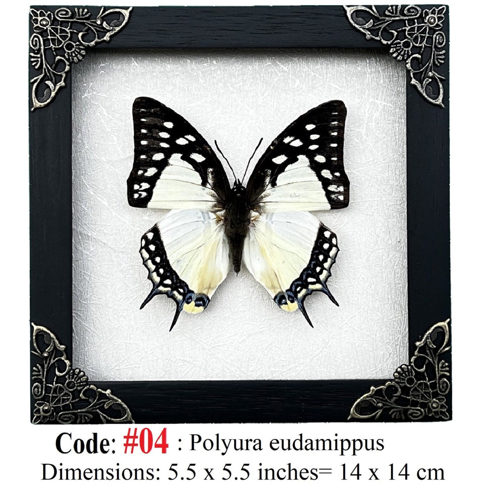 Real Framed Butterfly Handmade Shadow Box Insect Frame Taxidermy ...