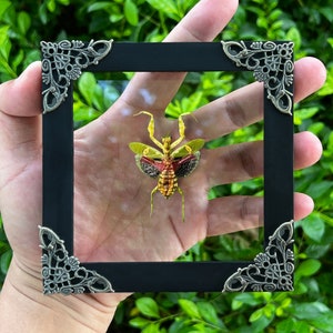 May include: A framed insect specimen. The black square frame has decorative silver corner pieces. The insect displays yellow, red, and black markings, with its wings open. The background is blurred green foliage.