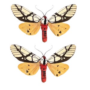 May include: Two decorative butterfly ornaments. Each butterfly has cream-colored wings with black markings, yellow lower wings, a red body, and black antennae. The butterflies are set against a white background.