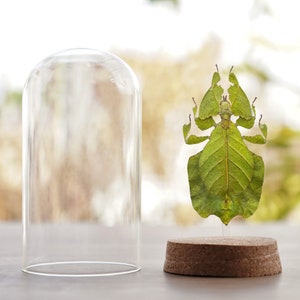 Real Walking Leaf Insect Beetle Taxidermy Glass Dome Jar Display Dried Bug Butterfly Taxadermy Oddities Curiosities Gothic Christmas Decor image 2
