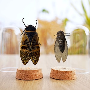 Entomology Closed Cicada Specimen,Cicadas Moody Decor, Unique Christmas Gift Idea For Insect Lover, Bell Jar For Insect Bugs