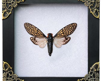 May include: A framed insect display featuring a cicada. The insect has patterned wings in shades of tan and brown, with a black body and red eyes. The frame is black with ornate gold corner accents, set against a textured white background.